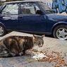 Mitos di Indonesia, Tabrak Kucing Bakal Kena Sial