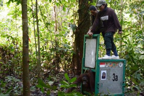 Cerita Wanna, Orangutan Eks Pemain Sirkus Thailand, Kembali ke Hutan Kalimantan