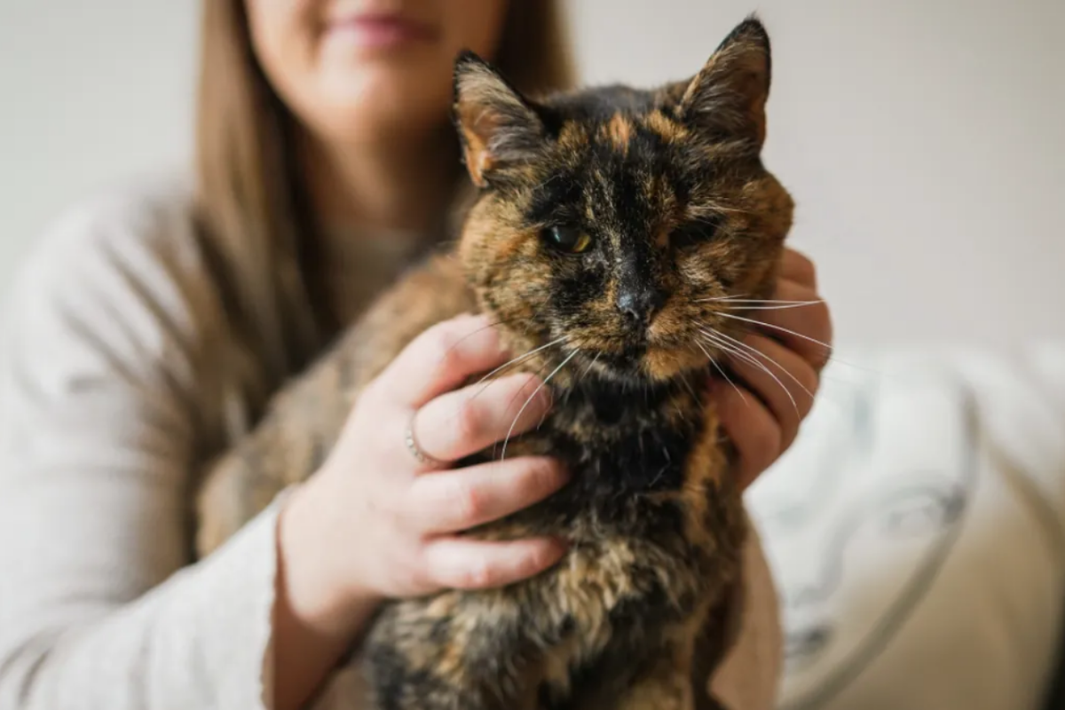 Flossie menjadi kucing tertua di dunia yang berusia 26 tahun. Usia kucing ini pun setara dengan umur manusia yakni 120 tahun lebih.
