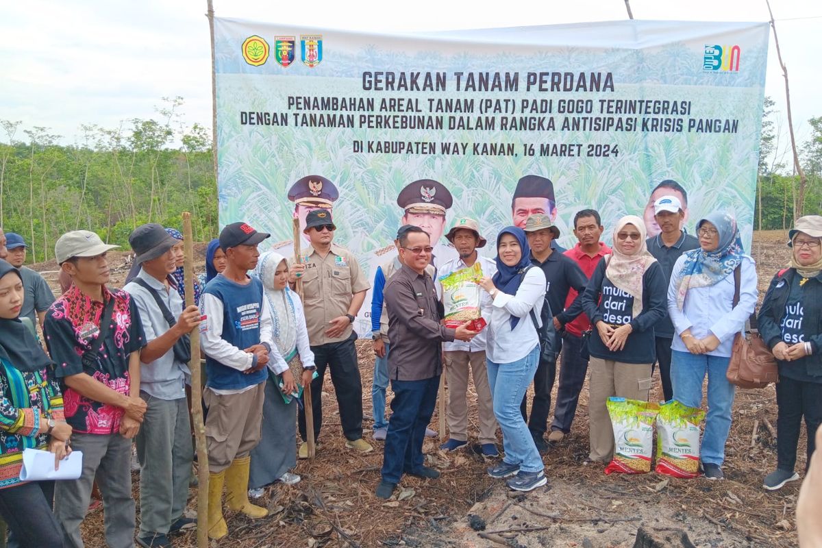 Kementerian Pertanian (Kementan) melalui Direktorat Jenderal Perkebunan (Ditjenbun) melakukan Kick Off Penanaman Perdana Padi Gogo di Lahan Perkebunan bersama Tim Dinas Perkebunan Provinsi Lampung dan Dinas Perkebunan Kabupaten Way Kanan. 
