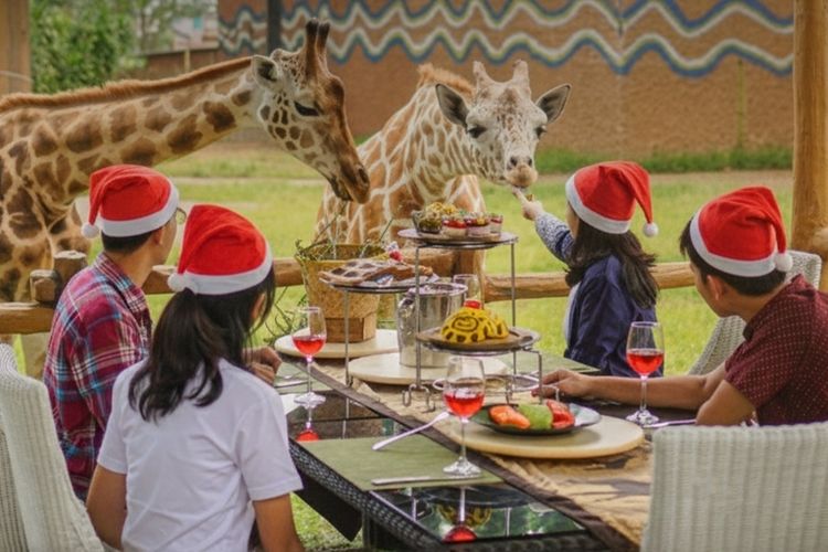 Pengunjung menikmati pengalaman bersantap sambil berinteraksi dengan satwa di Taman Safari Indonesia. Aktivitas ini menjadi bagian dari rangkaian perayaan akhir tahun bernuansa edukasi dan konservasi. 
