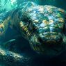 Mengenal Titanoboa: Ular Raksasa yang Pernah Menguasai Bumi Setelah Dinosaurus