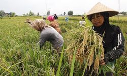 Neraca Perdagangan Pertanian Indonesia 2018 Surplus Rp 139,6 Triliun