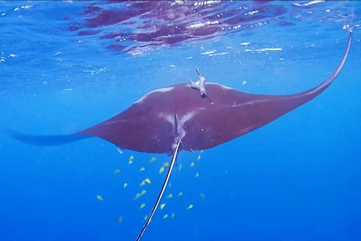 Seekor pari manta karang dengan pelacak satelit terpasang pada punggungnya. Selama beberapa waktu, pelacak satelit ini mereka data lokasi, suhu air, dan kedalaman sehingga membantu kami melacak dan mengetahui kondisi lingkungan pari manta.