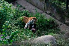 Di Hadapan Pengunjung, Harimau Siberia Serang Staf Kebun Binatang