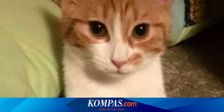 Kucing Perdana Menteri Selandia Baru Mati Ditabrak Mobil Halaman All Kompas Com