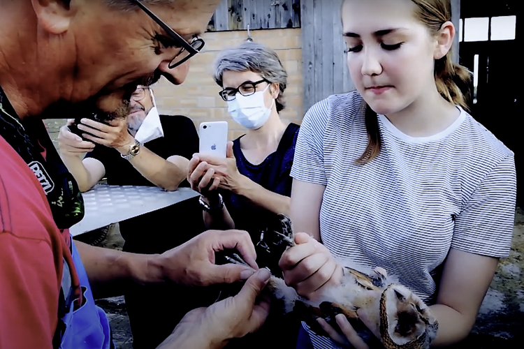 Pemasangan Cincin di Kaki Burung Hantu jenis Kerudung di Pinggiran Kota Lucerne, Swiss Tengah