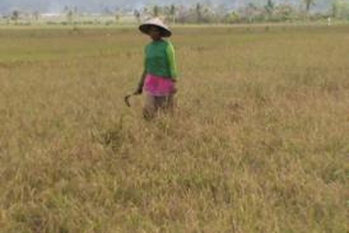 Petani wanita ini mengali kerugian, seluruh sawahnya kekeringan akibat kemarau.