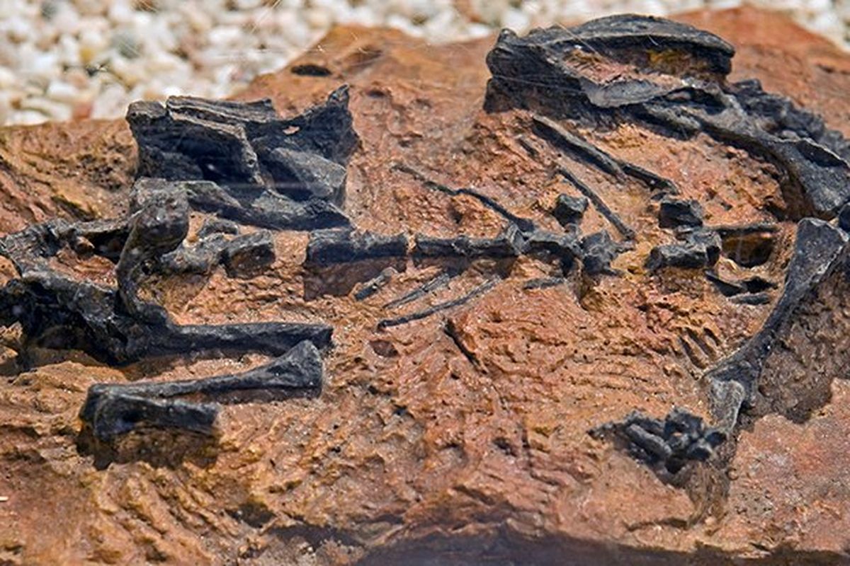 Fosil Mussaurus patagonicus.