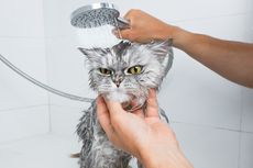 Ramai, Unggahan Sabun Cuci Piring untuk Hilangkan Kutu Kucing, Ini Kata Ahli