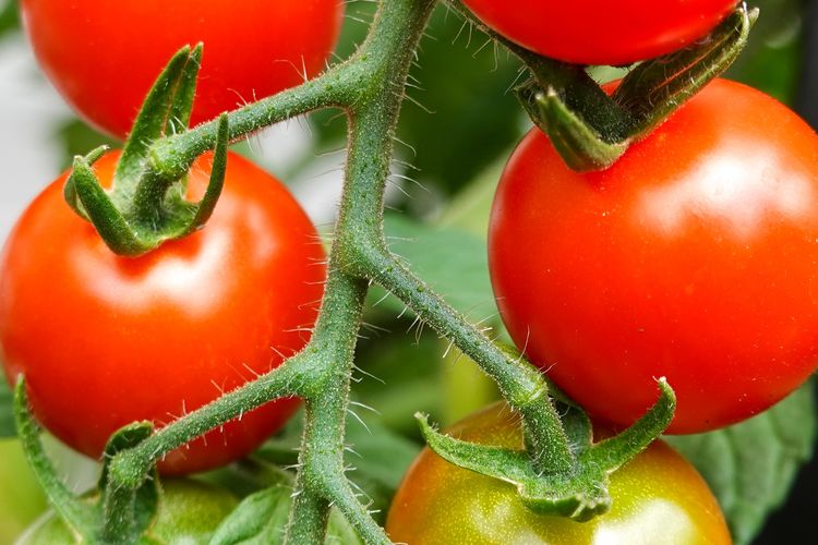 Ilustrasi tomat ceri