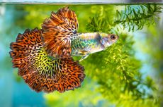 Kenapa Ikan Guppy Tidak Mau Makan? Ini 5 Penyebabnya