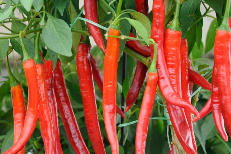 Ilustrasi tanaman cabai, pohon cabai, menanam cabai.