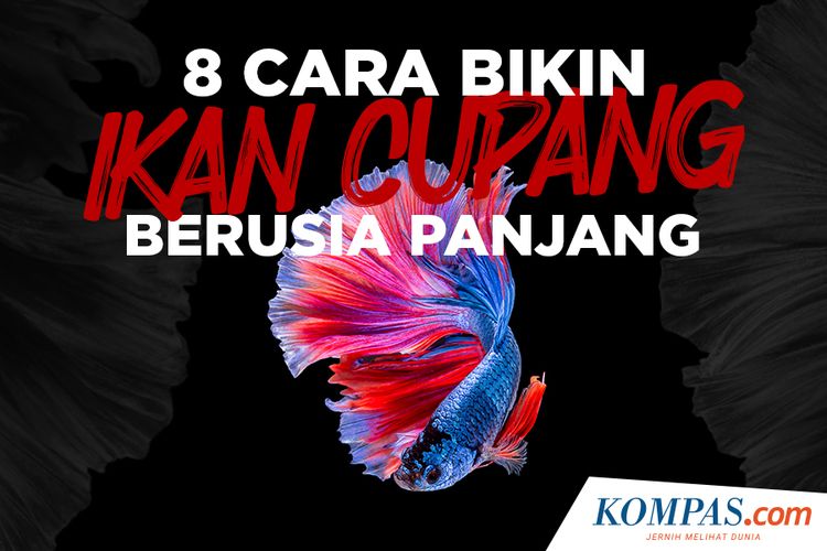 8 Cara Bikin Ikan Cupang Berusia Panjang