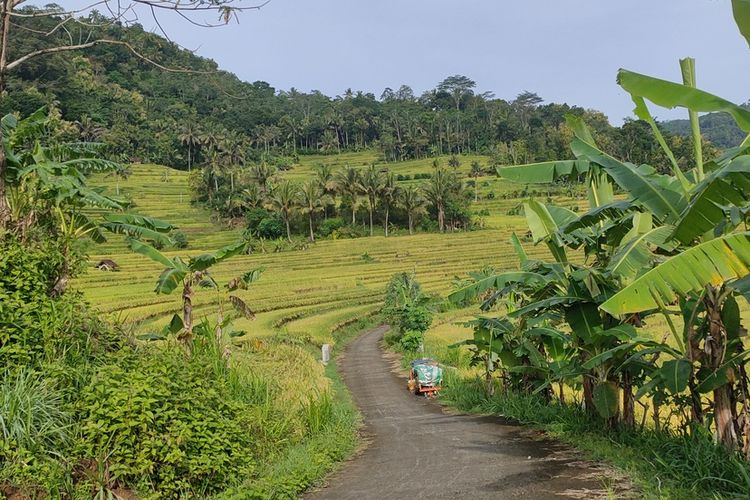 Sawah Tadah Hujan Instagramable Di Kulon Progo Berlatar Perbukitan Menoreh