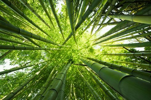 Apa Itu Bambu, Jenis Rerumputan yang Sering Dikira Pohon?
