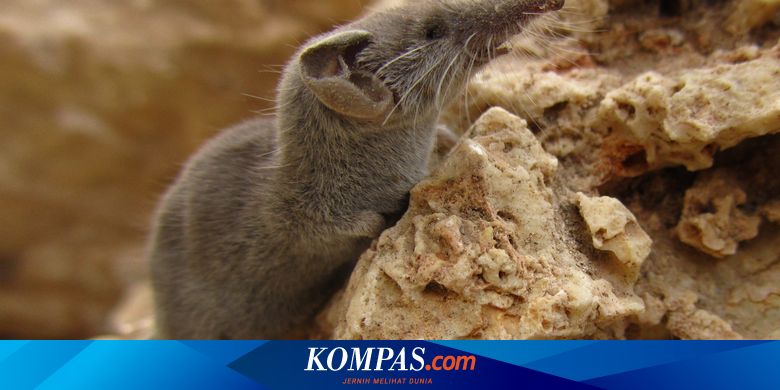 Hewan Terkecil di Dunia, Ada yang Sebesar Koin