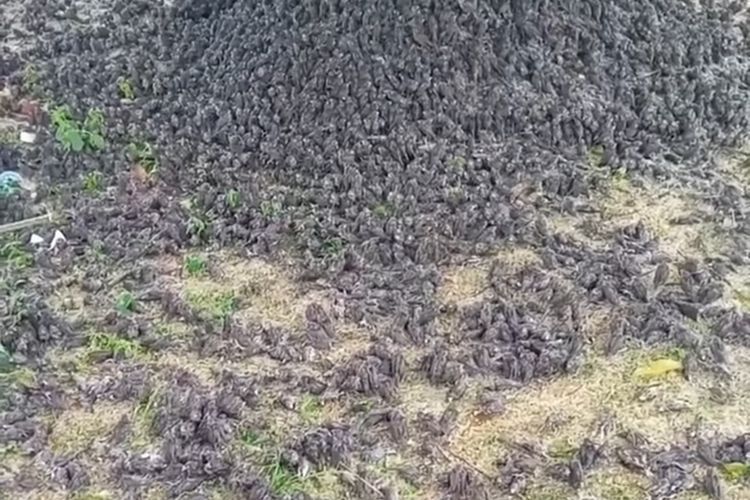 Ribuan burung pipit jatuh berhamburan ke tanah viral di media sosial, Kamis (9/9/2021)