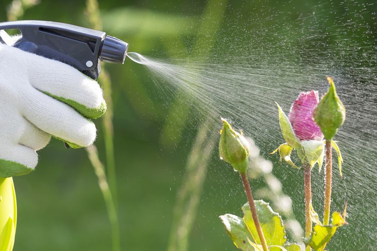 Ilustrasi membasmi hama pada tamana, Ilustrasi menyemprotkan pestisida pada tanaman. 