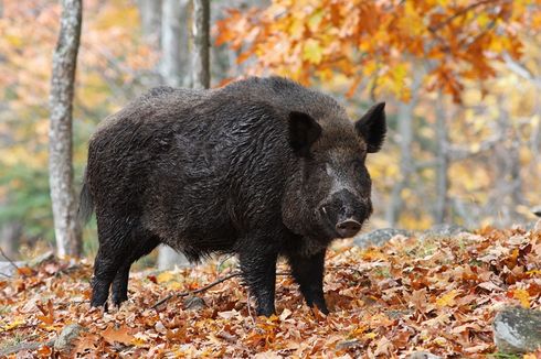 Babi Hutan Serang Perkampungan di Purbalingga dan Banyumas, 2 Lansia Luka dan 1 Tewas