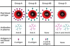 Golongan Darah Manusia: Jenis dan Perannya dalam Transfusi Darah