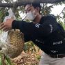 Kisah Govaldo, Pemuda 23 Tahun yang Kembangkan Sentra Durian di Gresik, 2 Pekan Raup Omzet Rp 250 Juta