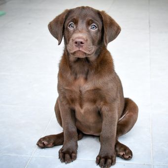 Ilustrasi anjing Labrador retriever 