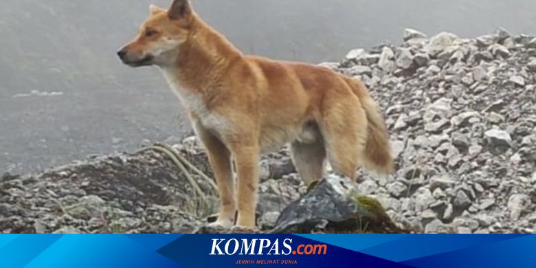 Pentingnya Status Konservasi untuk Anjing Bernyanyi Papua