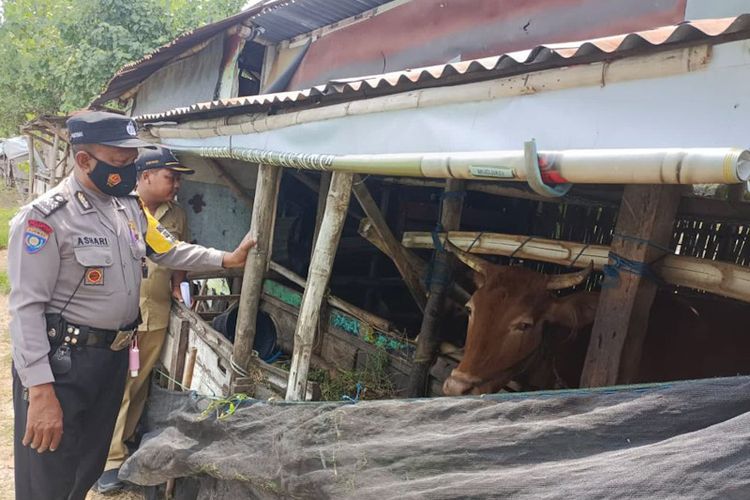 Polres Lamongan menerjunkan 303 personel Bhabinkamtibmas, dalam rangka membantu mencegah penyebaran PMK pada sapi di Lamongan, Jawa Timur.