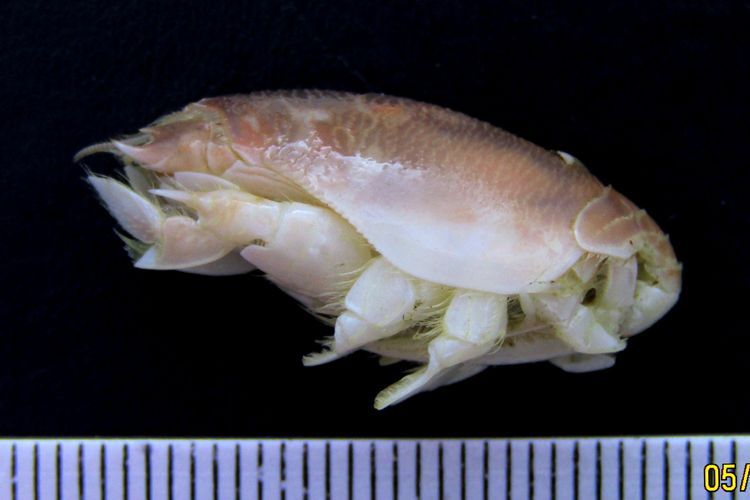 Spesies Undur-Undur Baru Ditemukan di Pantai Selatan Jawa, Namanya Emerita pangandaran