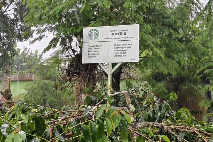 Varietas kopi yang ditanam di Farmer Support Centre, Sumatera Utara, Sabtu (20/4/2024). 
