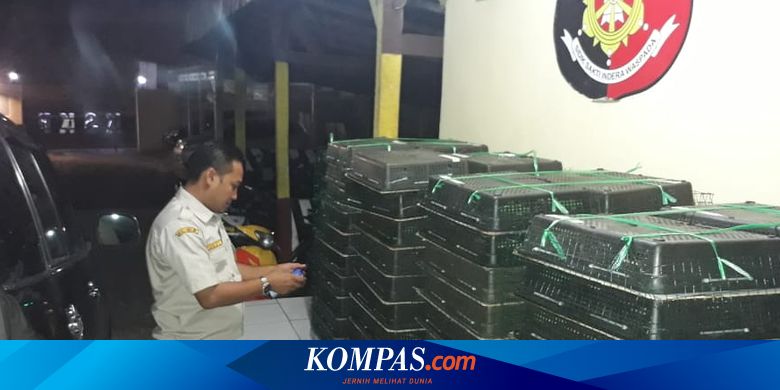 29.000 Ekor Burung Asal Sumatera Diselundupkan ke Jakarta Selama 6 Bulan
