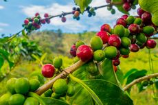 5 Jenis Pemangkasan Tanaman Kopi agar Produktivitasnya Maksimal