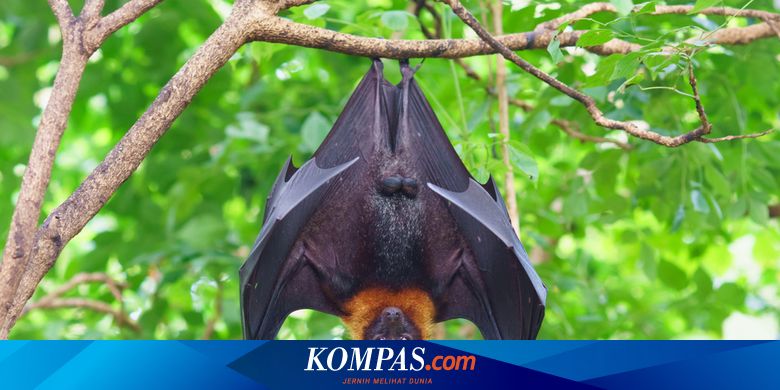 Apakah Virus Corona China Berasal Dari Kelelawar Dan Ular Halaman All Kompas Com