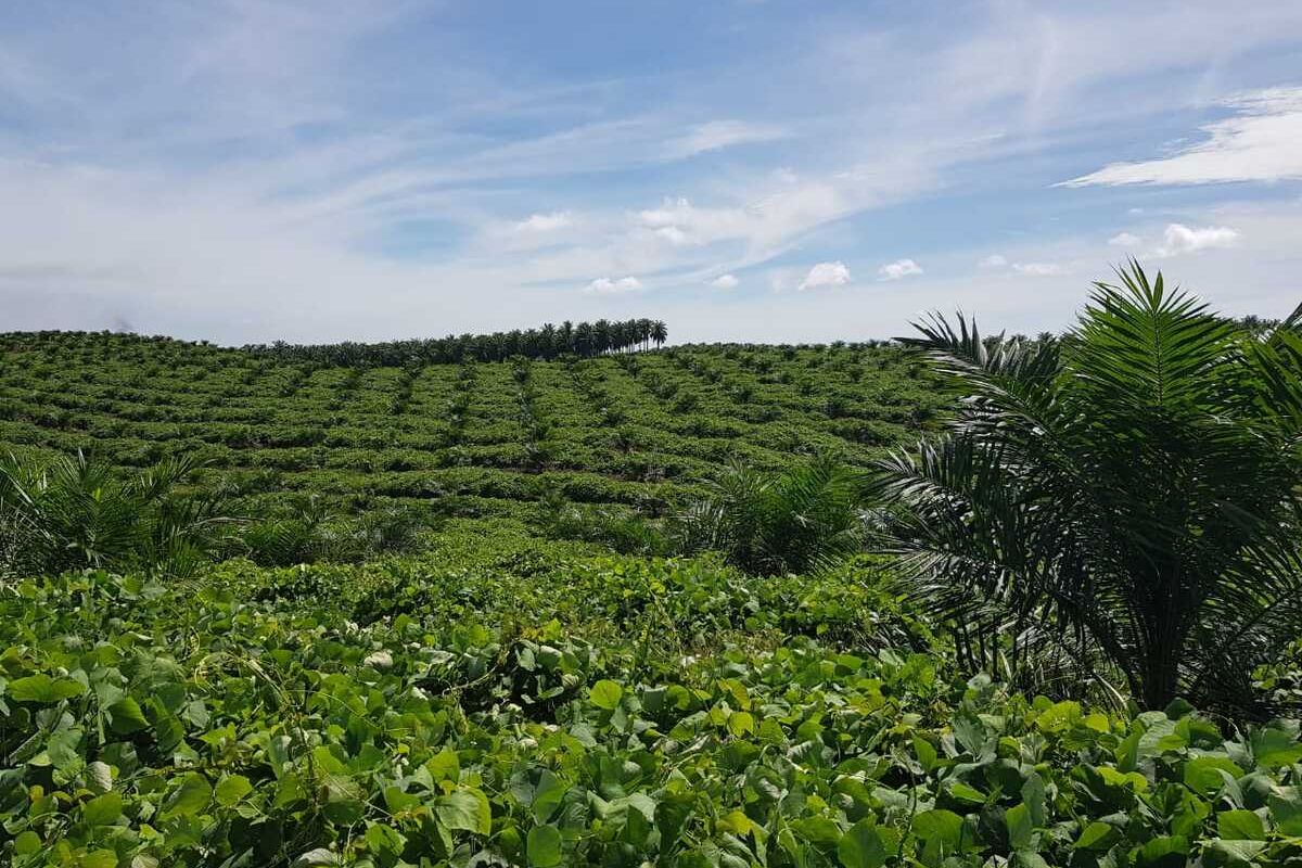 Hamparan kebun sawit petani KUD Makarti Jaya di Desa Kumain, Kecamatan Tandun, Kabupaten Rohul, Riau, Selasa (17/11/2020).