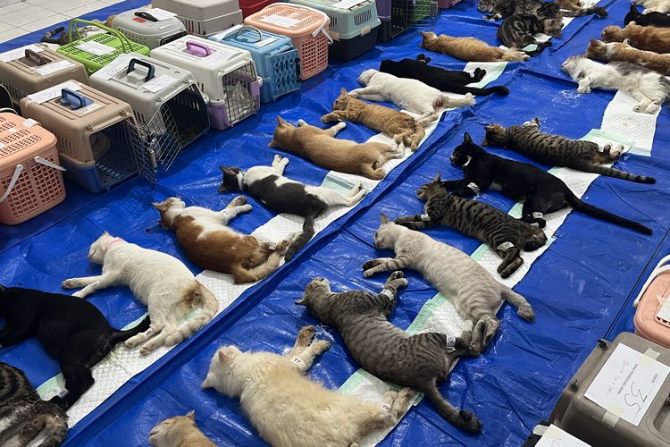 Sudin KPKP Jakbar Lakukan Sterilisasi 200 Kucing untuk Tekan Populasi