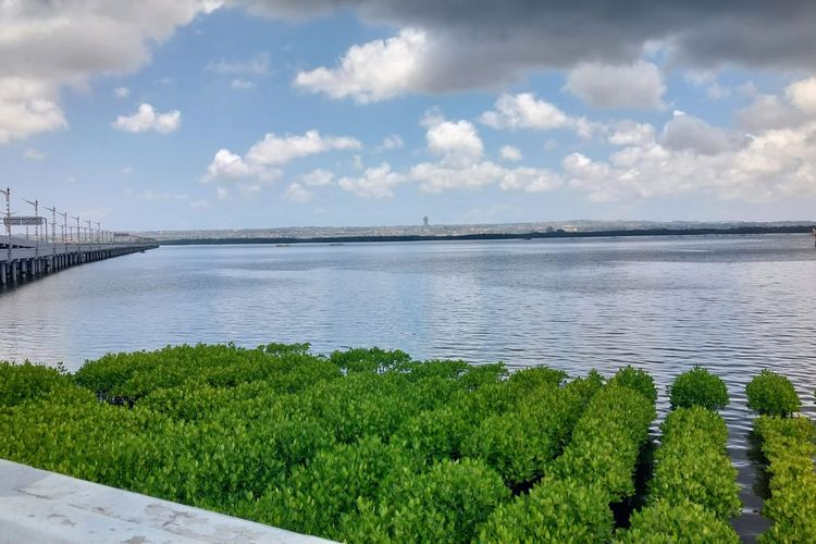 Kondisi tanaman mangrove di kolong tol, tepatnya di simpang Denpasar- Nusa Dua, dan Denpasar-Bandara Ngurah Rai di Tol Bali Mandara pada Selasa (22/10/2024).