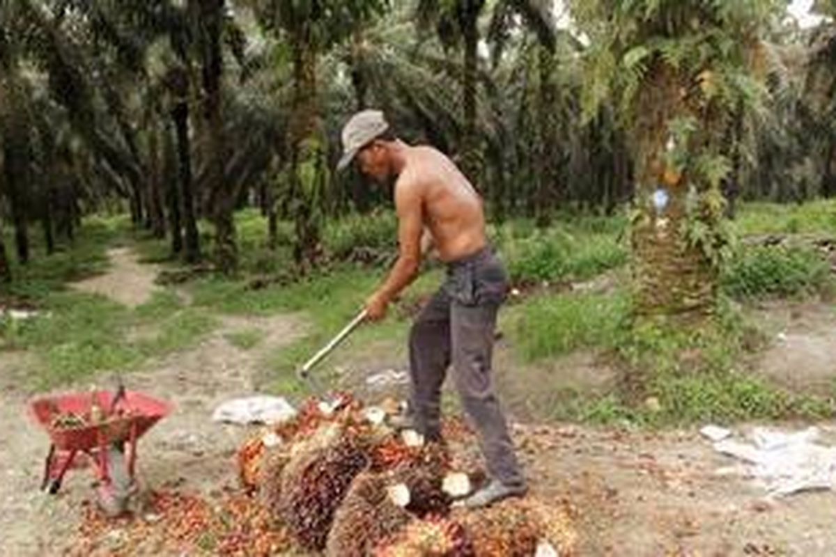 Petani mengumpulkan tandan buah segar (tbs) kelapa sawit di kebun inti kelapa sawit milik Asian Agri, di Kabupaten Siak, Riau, Rabu (17/4/2013). Di Provinsi Riau Asian Agri mengelola sekitar 5.500 hektar kebun inti serta memasok kebutuhan petani yang mengelola 11.000 hektar kebun plasma kelapa sawit. Dalam setahun kebun kelapa sawit Asian Agri di Provinsi Riau mampu memproduksi 25 ton tbs per hektar.
