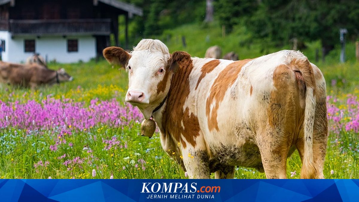 Meski Digugat, Sapi-sapi di Bavaria Tetap Boleh Pakai Kalung Lonceng