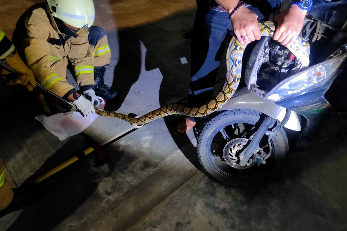 Anggota Sektor VI Tebet Suku Dinas Penanggulangan Kebakaran dan Penyelamatan Jakarta Selatan mengevakuasi seekor ular sanca batik sepanjang dua meter dan berdiameter 15 centimeter masuk ke motor milik Taufik Agustanto (43) di basement kantornya di kawasan Tebet Timur, Tebet, Jakarta Selatan pada Sabtu (27/3/2021) dini hari.