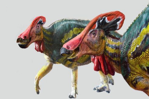 Spesies Baru Dinosaurus Ditemukan, Punya Jambul untuk Komunikasi