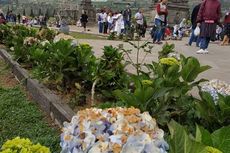 Embun Upas Selimuti Dieng, Petani Kentang Merugi