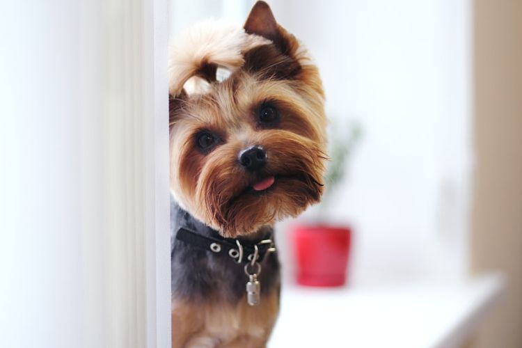 Ilustrasi anjing Yorkshire Terrier