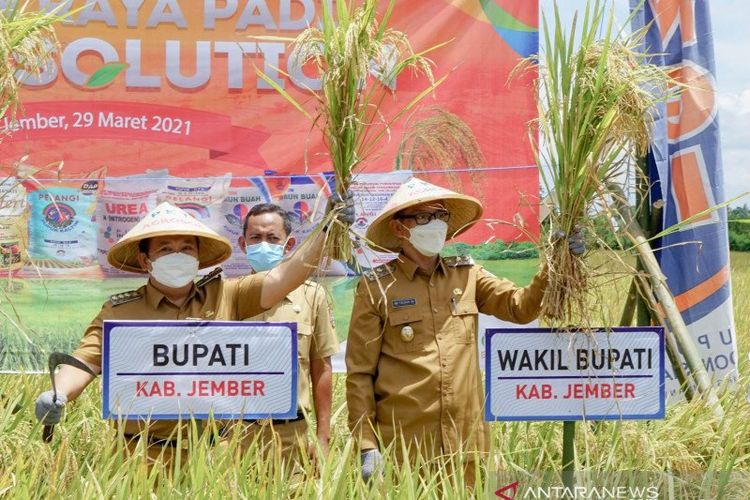 Bupati Jember Hendy Siswanto dan Wabup Jember M. Balya Firjaun Barlaman memanen padi di areal lahan pertanian di Desa Dukuh Dempok, Kecamatan Wuluhan, Kabupaten Jember, Senin (29/3/2021). 