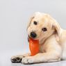 Mainan Kunyah Membantu Anjing Menyikat Giginya Sendiri