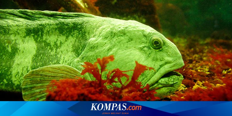 71 Ikan Yang Hidup Di Air Laut Dan Air Tawar Terbaik
