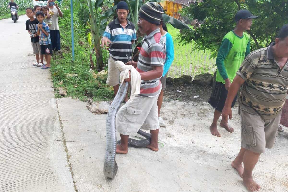 Locals in Central Javas Grobogan Regency catch a 4-meter king cobra on Friday, ()4/12/2020