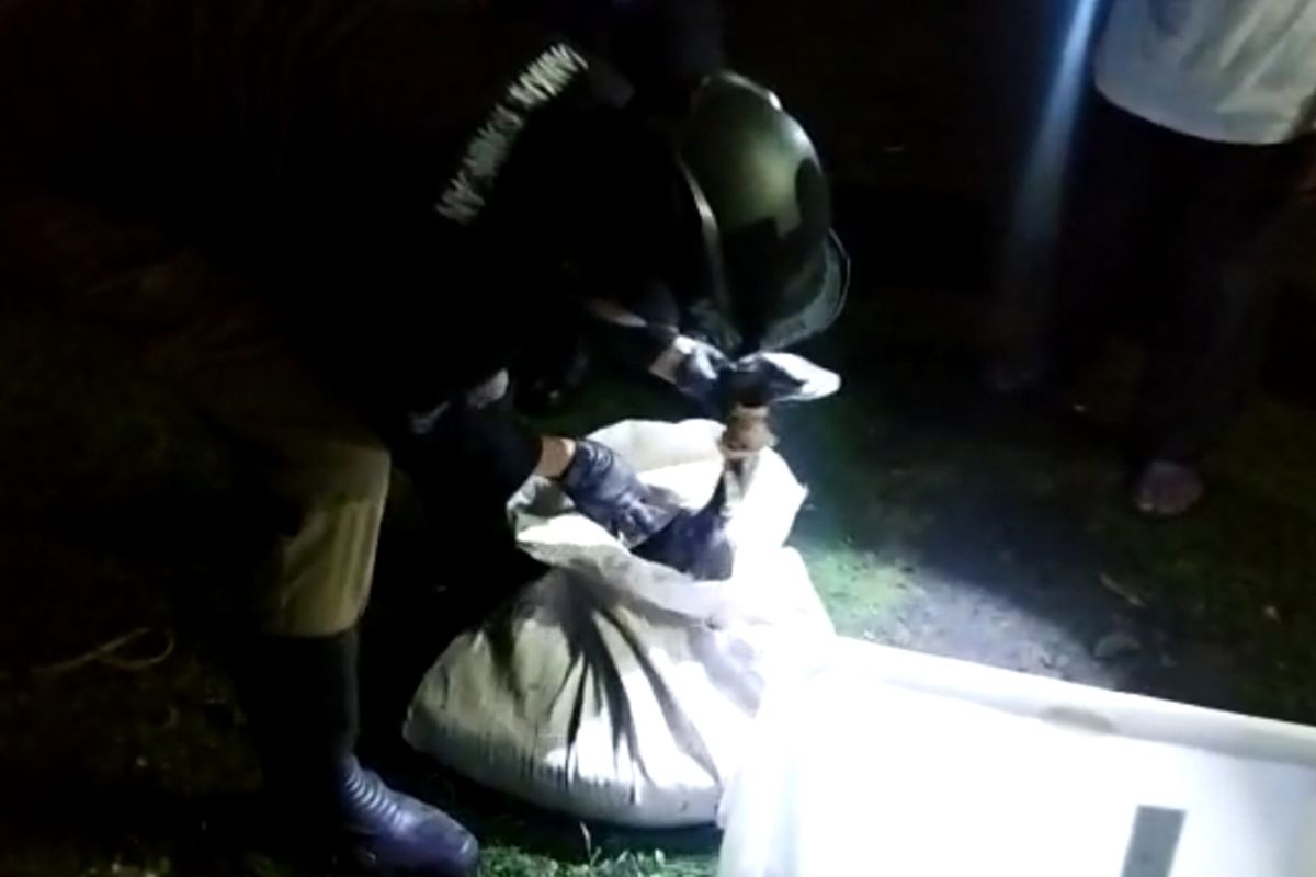 Petugas Damkar Kabupaten Kuningan Jawa Barat mengamankan seekor ular jenis Sanca dari warga Cilimus pada, Minggu malam (5/3/2023)