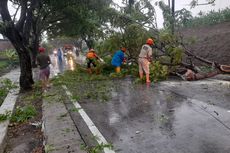 Musim Hujan, Waspadai Pohon Tumbang di Pantura Demak