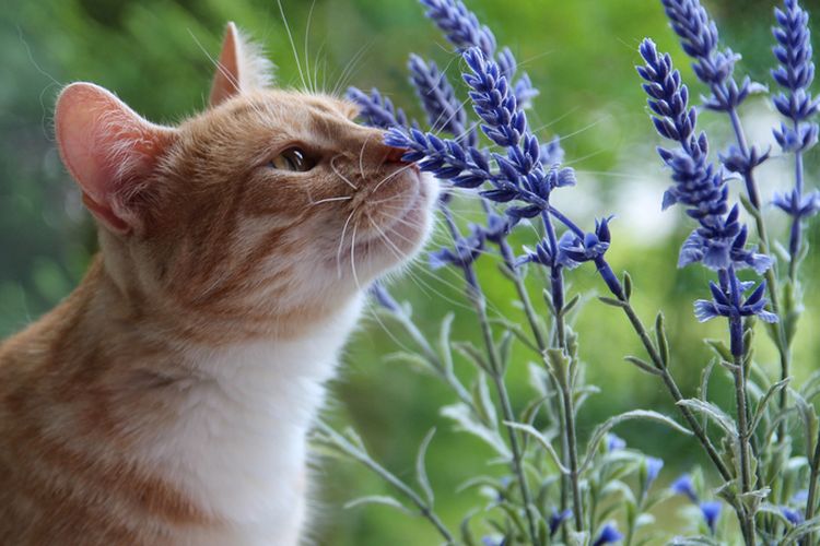 ilustrasi kucing dan lavender